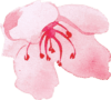 flower-2