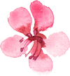 flower-low1